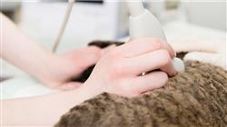 maestria online ecografia pequenos animales