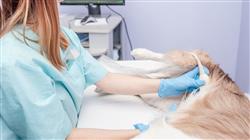 magister ecografia pequenos animale