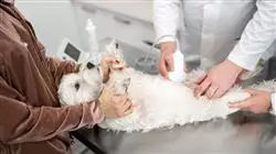 ##IMAGE##