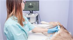 diplomado ecografia doppler aplicada cavidad abdominal pequenos animales