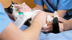 diplomado online ecografia doppler aplicada cavidad abdominal pequenos animales