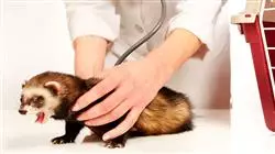 cursos ecografia pacientes felinos animales exoticos