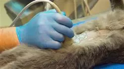 experto ecografia pacientes felinos animales exoticos