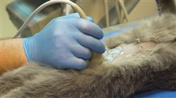 especializacion ecografia pacientes felinos animales exoticos