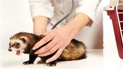 experto universitario ecografia doppler ecocardiografia ecografia intervencionista pequenos