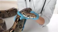##IMAGE##