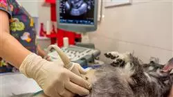 ##IMAGE##