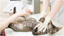 cursos ecografia abdominal pequenos animales