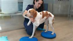 4 master fisioterapia rehabilitacion pequenos animales