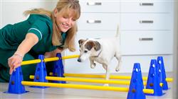 estudiar fisioterapia rehabilitacion pequenos animales