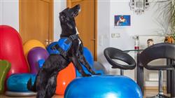 maestria fisioterapia rehabilitacion pequenos animales