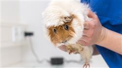 mejor maestria fisioterapia rehabilitacion pequenos animales