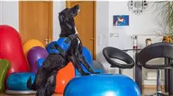 ##IMAGE##
