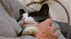 ##IMAGE##
