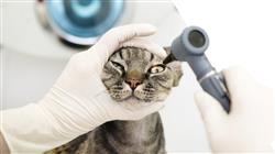 master medicina cirugia felina