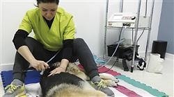 cursos fisioterapia rehabilitacion pequenos animales