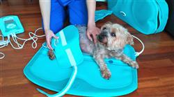 especializacion online fisioterapia rehabilitacion pequenos animales