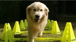 ##IMAGE##