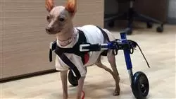 ##IMAGE##