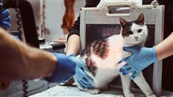 curso experto radiologia abdominal otros procedimientos diagnosticos pequenos animales