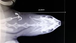 curso online experto radiologia abdominal otros procedimientos diagnosticos pequenos animales