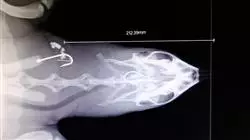 ##IMAGE##