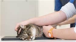 curso diagnostico radiologico ortopedico neurologico pequenos animales