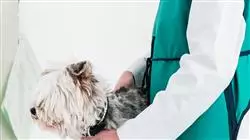 ##IMAGE##
