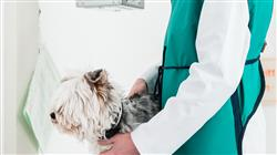 diplomado experto diagnostico radiologico ortopedico neurologico pequenos animales