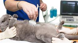 especializacion online patologia sistema endocrino digestivo urinario gatos