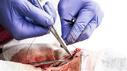 especializacion patologia sistema endocrino digestivo urinario gatos