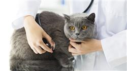 estudiar patologia sistema endocrino digestivo urinario gatos