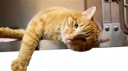 ##IMAGE##