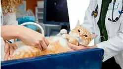 ##IMAGE##