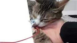 ##IMAGE##