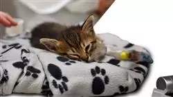 ##IMAGE##