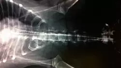##IMAGE##