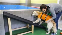especializacion online univertario terapia aplicadas fisioterapia rehabilitacion pequenos animales