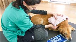 especializacion univertario terapia aplicadas fisioterapia rehabilitacion pequenos animales