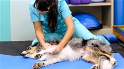 estudiar terapia aplicadas fisioterapia rehabilitacion pequenos animales