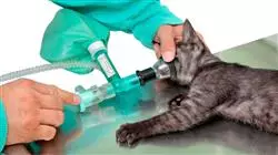 ##IMAGE##