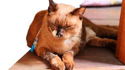 curso online patologia digestiva odontologia felina