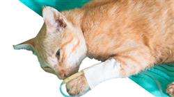 diplomado online patologia digestiva odontologia felina