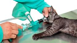 diplomado patologia digestiva odontologia felina