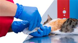 formacion patologia digestiva odontologia felina