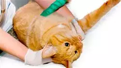 ##IMAGE##