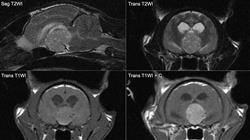 posgrado prueba diagnosticas neurologia veterinaria