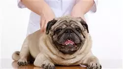 ##IMAGE##