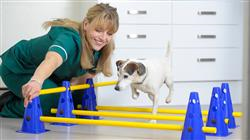 especializacion online patologias planes rehabilitacion pequenos animales