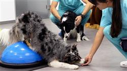 especializacion patologias planes rehabilitacion pequenos animales